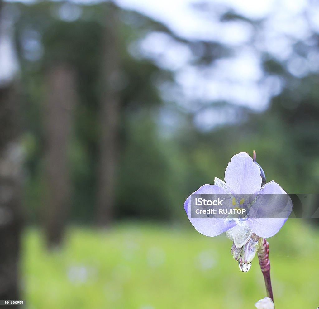 Murdannia giganteum flor - Foto de stock de Aire libre libre de derechos