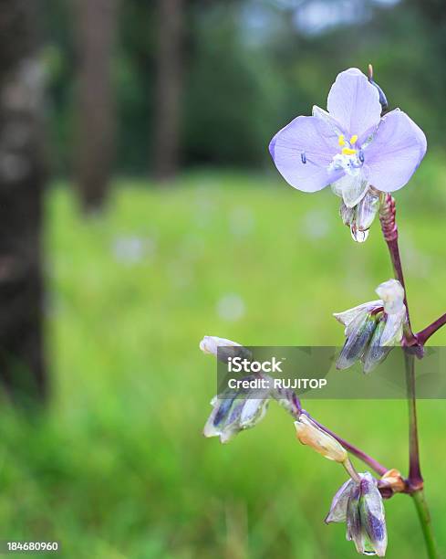 Murdannia Giganteum Flower Stock Photo - Download Image Now - Agricultural Field, Beauty In Nature, Blue