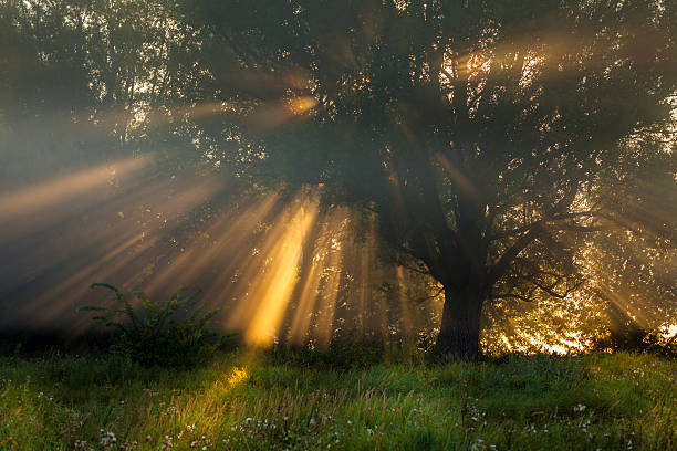 istock Sun beams thorough trees and greens 184681103