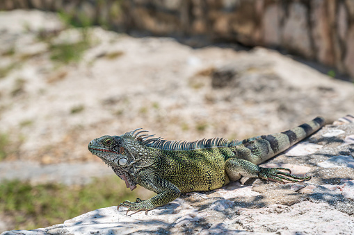 An Iguana, posing on a rock, on a sunny Caribbean island