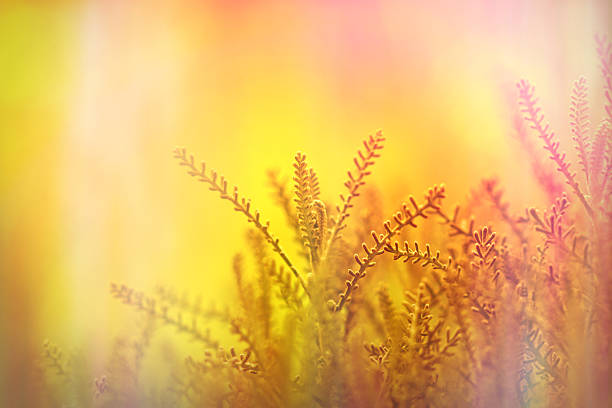 Unusual plant in my garden