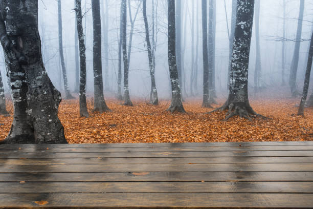 Foggy autumn landscape in the forest, background