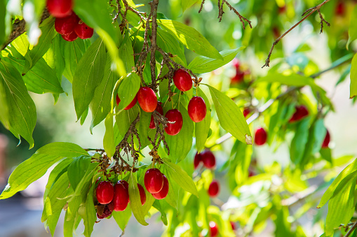 Cornus mas, European cornel or Cornelian cherry dogwood plant with ripe red berries.