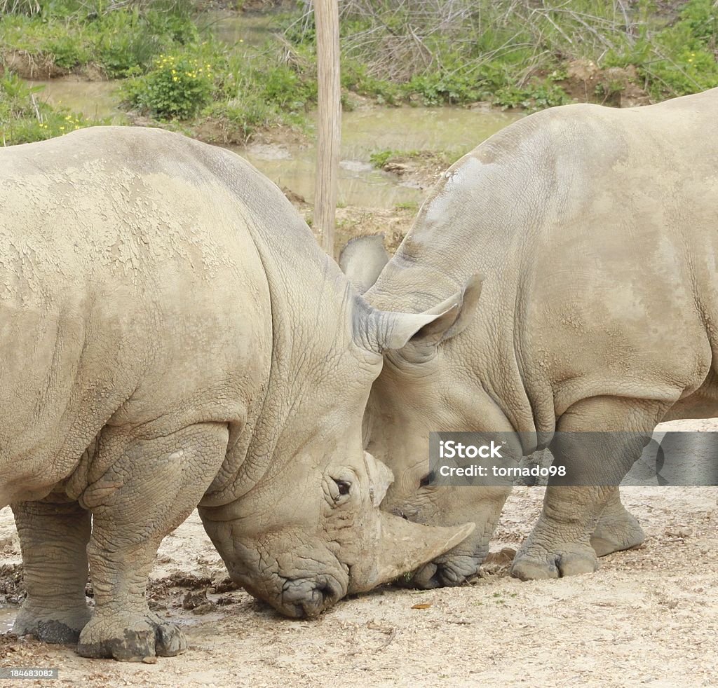 rhinocéros - Photo de Afrique libre de droits