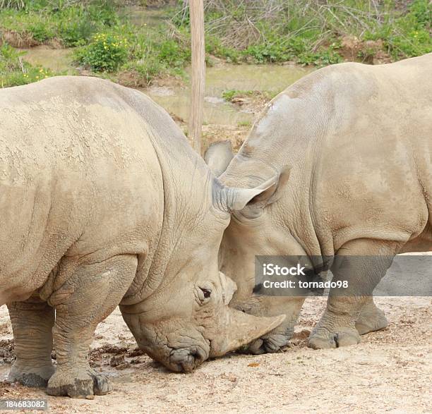 Photo libre de droit de Rhinocéros banque d'images et plus d'images libres de droit de Afrique - Afrique, Animal vertébré, Beauté