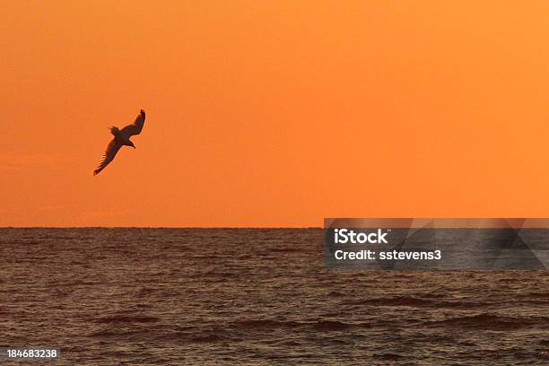 Gull Stock Photo - Download Image Now - Activity, Animal, Animal Wildlife