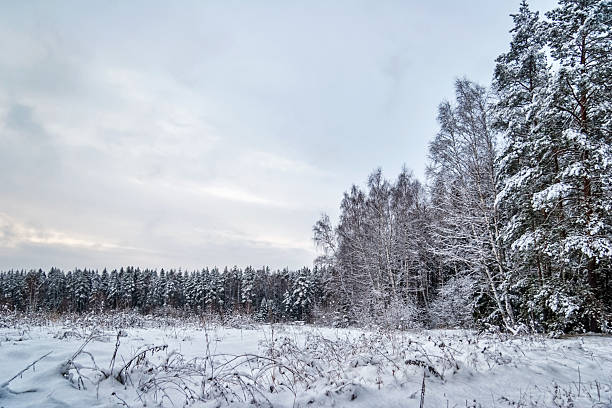 istock Gloomy sunset in winter field 184684237