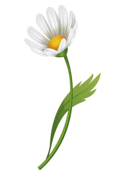 istock Chamomile flower. Botanical illustration of daisy. Design element for herbal tea, natural cosmetics, health care products or aromatherapy. White flower with green leaves and stem 1846842573