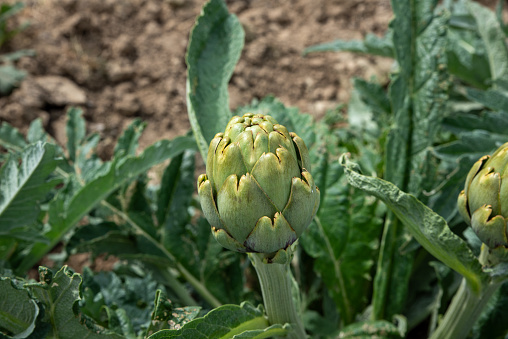Fresh artichoke bulb growing in the agricultural field