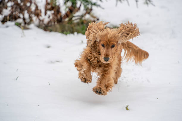 istock happy cocker spaniel dog jumping on the snow 1846846429