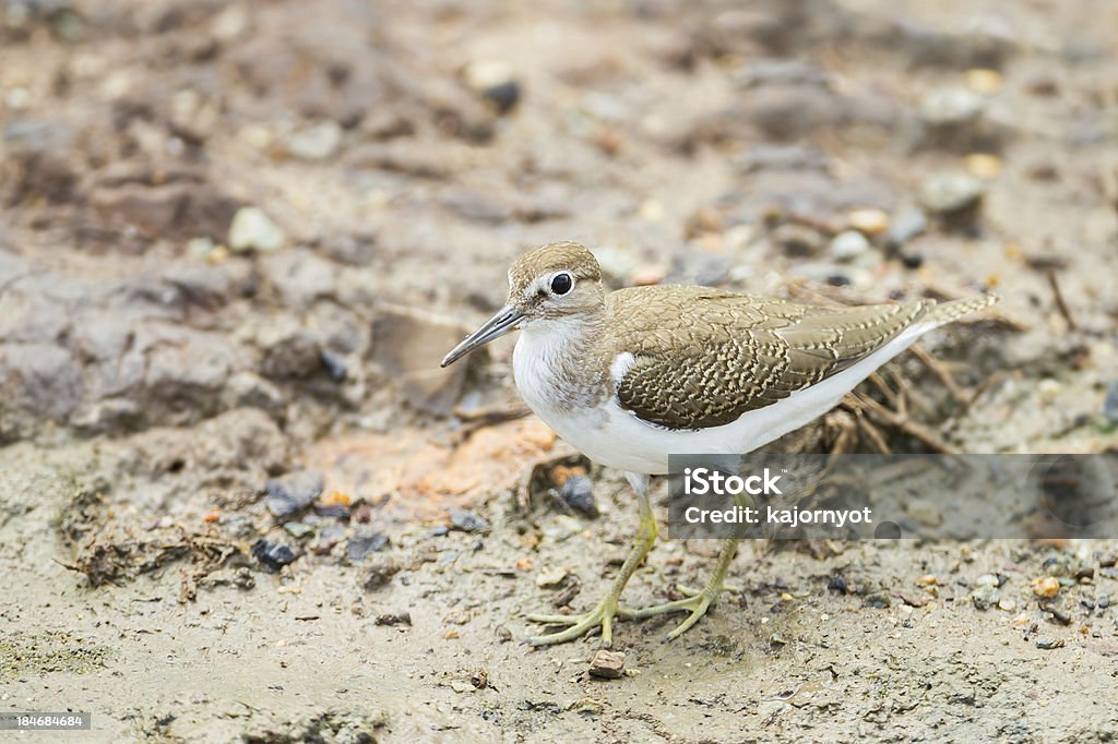 Actitis hypoleucos - Стоковые фото Без людей роялти-фри