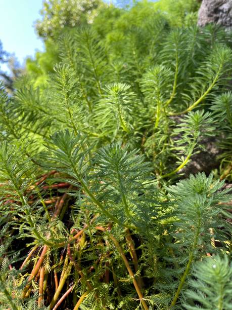 myriophyllum aquaticum - myriophyllum aquaticum ストックフォトと画像