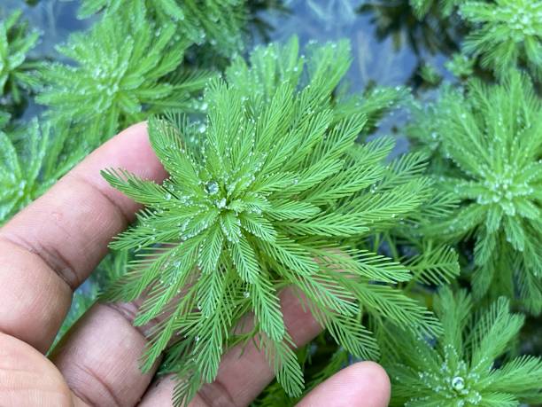 myriophyllum aquaticum - myriophyllum aquaticum fotografías e imágenes de stock