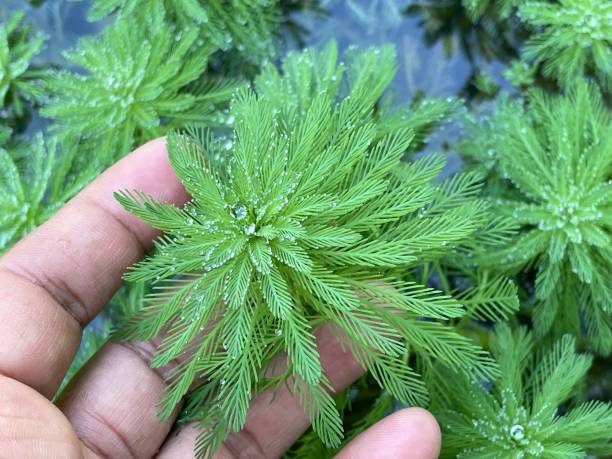 Myriophyllum aquaticum Myriophyllum aquaticum or known as parrot's-feather and parrot feather watermilfoil is a herbs come from Haloragaceae family. This aquatic plant used as landacape plant at Nami Island, South Korea. myriophyllum aquaticum stock pictures, royalty-free photos & images