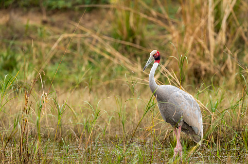 sarus crane or Grus antigone closeup with water droplets in air from beak in natural green background during winter excursion at keoladeo national park or bharatpur bird sanctuary rajasthan india asia