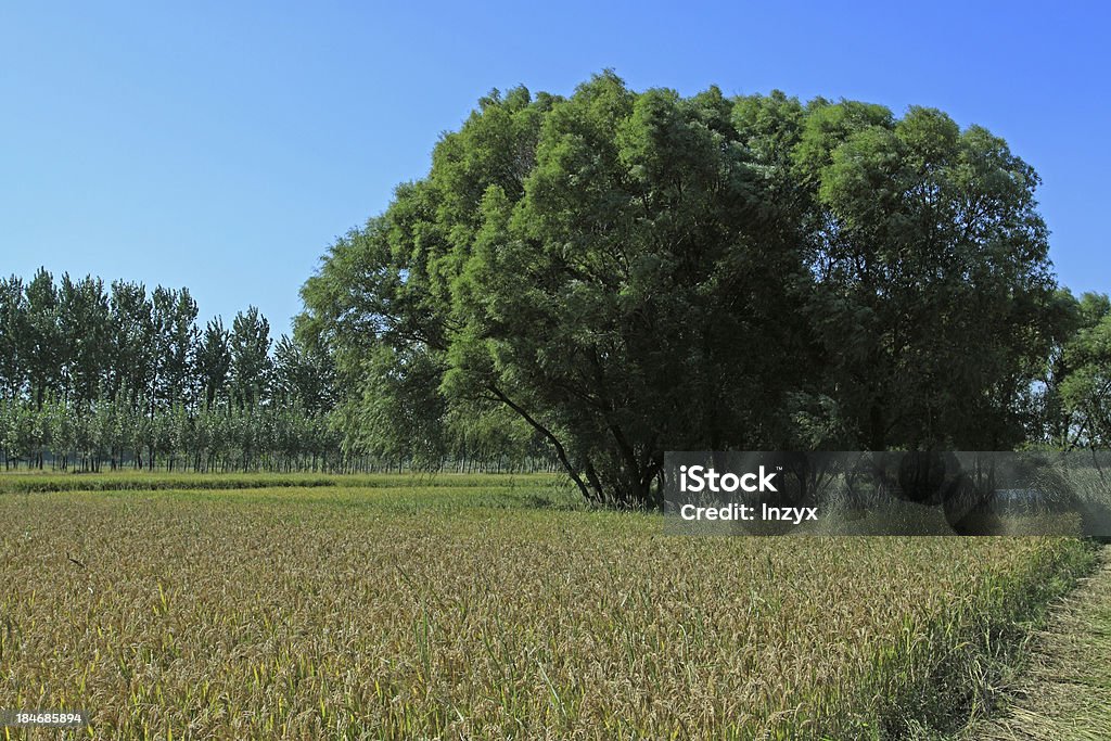 rice Landschaft - Lizenzfrei Agrarbetrieb Stock-Foto