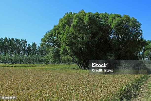 Rice Landschaft Stockfoto und mehr Bilder von Agrarbetrieb - Agrarbetrieb, Alterungsprozess, Baum