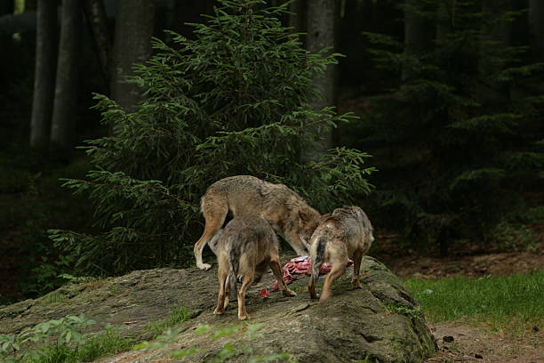 волк грудью - michele canini стоковые фото и изображения