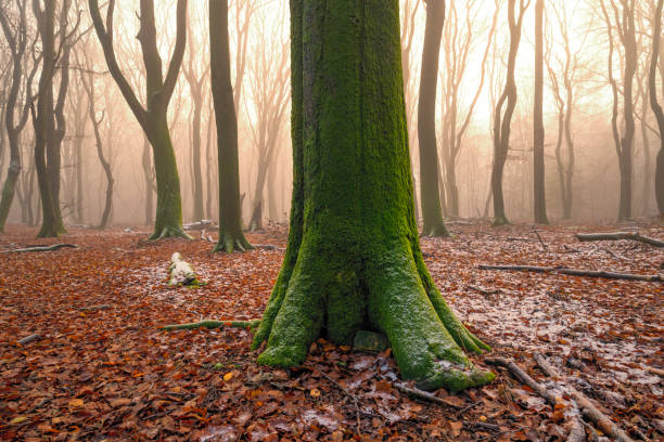 Beech tree forest during a foggy winter morning with some snow on the forest floor of the Speulderbos in the Veluwe nature reserve. The forest ground is covered with brown fallen leaves and the path is disappearing in the distance. The fog is giving the forest a desolate and mppdy atmosphere.
