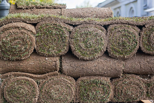 istock roll out of the lawn 184686930