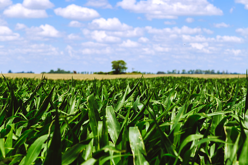 Large corn plantation in Brazil