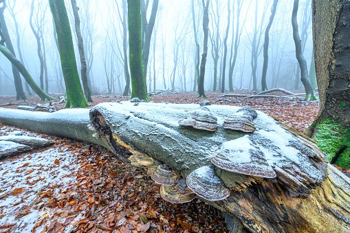 Beech tree forest during a foggy winter morning with some snow on the forest floor of the Speulderbos in the Veluwe nature reserve. The forest ground is covered with brown fallen leaves and the path is disappearing in the distance. The fog is giving the forest a desolate and mppdy atmosphere.