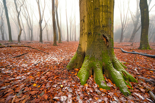Beech tree forest during a foggy winter morning with some snow on the forest floor of the Speulderbos in the Veluwe nature reserve. The forest ground is covered with brown fallen leaves and the path is disappearing in the distance. The fog is giving the forest a desolate and mppdy atmosphere.