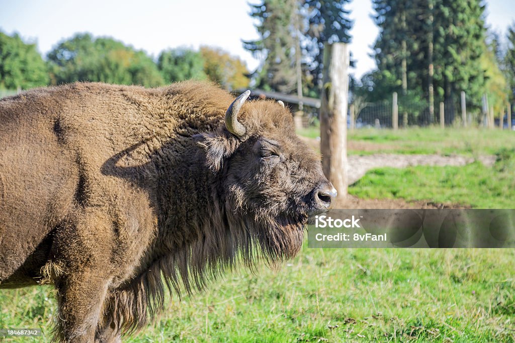 bisonte - Foto stock royalty-free di A forma di croce