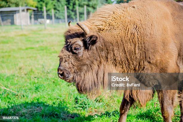 Foto de Bisão e mais fotos de stock de Animal - Animal, Animal selvagem, Bisonte Europeu