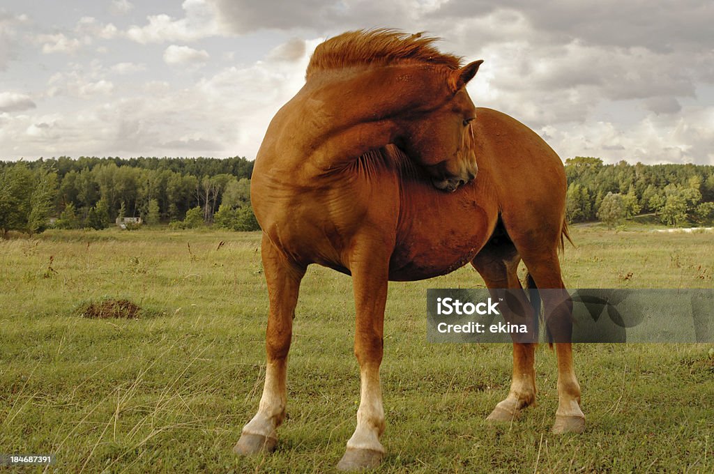 horse - Lizenzfrei Aktivitäten und Sport Stock-Foto