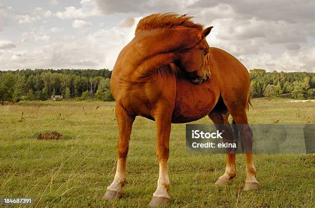 Horse Stockfoto und mehr Bilder von Aktivitäten und Sport - Aktivitäten und Sport, Andalusien, Bewegung