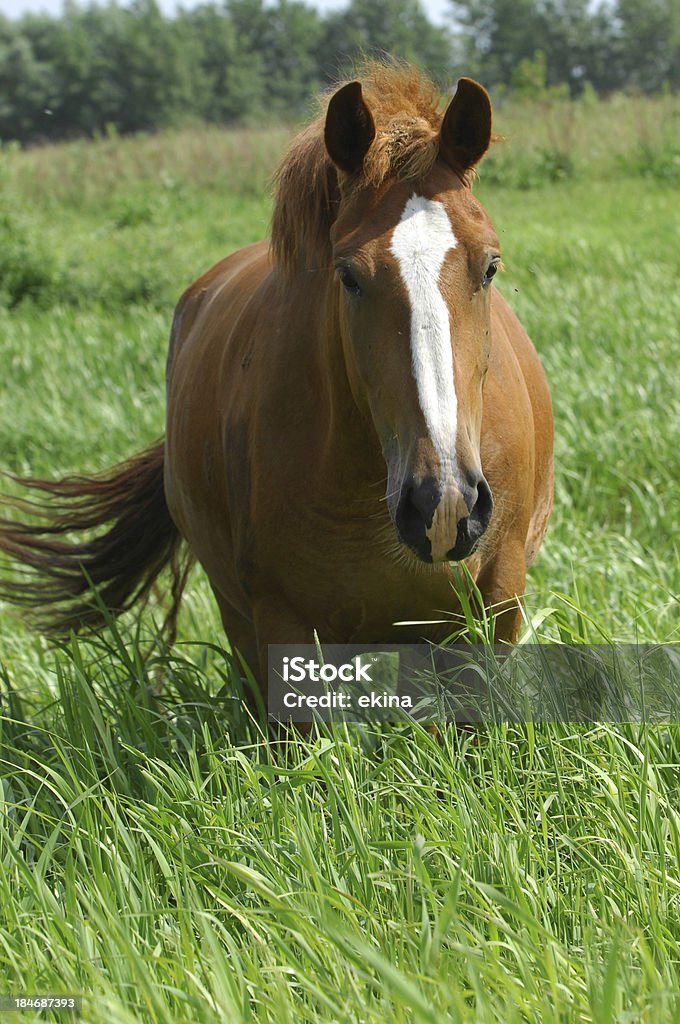 Caballo - Foto de stock de Actividad libre de derechos