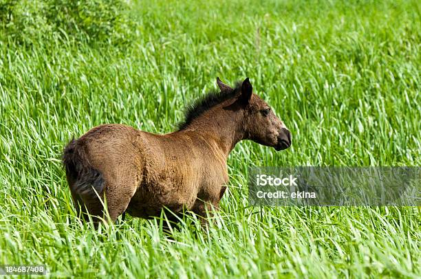 Cavallo - Fotografie stock e altre immagini di Andalusia - Andalusia, Animale, Animale domestico