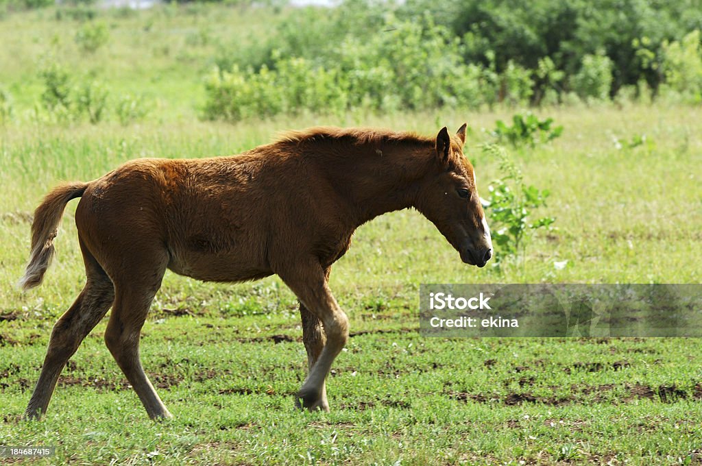 horse - Lizenzfrei Aktivitäten und Sport Stock-Foto