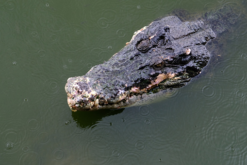 Saltwater crocodile floating in green swamp water showing its head