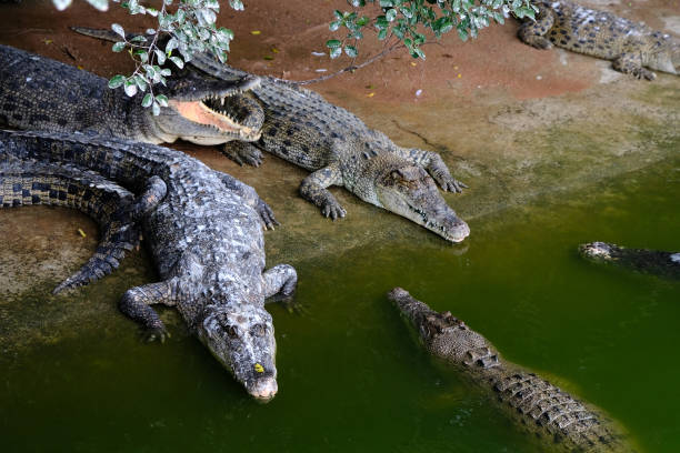 istock Saltwater crocodile floating in green swamp water showing its head 1846879063