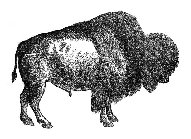 Vintage engraved illustration isolated on white background - American bison (Bison bison)