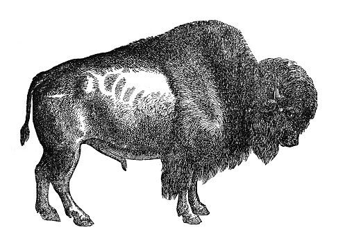 Vintage engraved illustration isolated on white background - American bison (Bison bison)