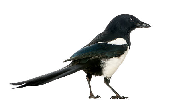 istock Side view of a Common Magpie, isolated on white 184688058