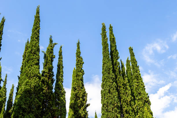 tops of green cypress tree and blue sky in Kakheti travel to Georgia - tops of green cypress trees and blue sky on background in Kakheti region of Georgia on sunny autumn day kakheti georgia stock pictures, royalty-free photos & images