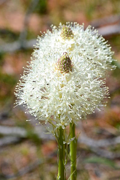 Bear Grass stock photo