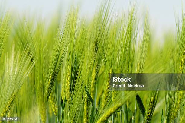 Foto de Trigo Verde e mais fotos de stock de Ajardinado - Ajardinado, Campo, Cena Não-urbana