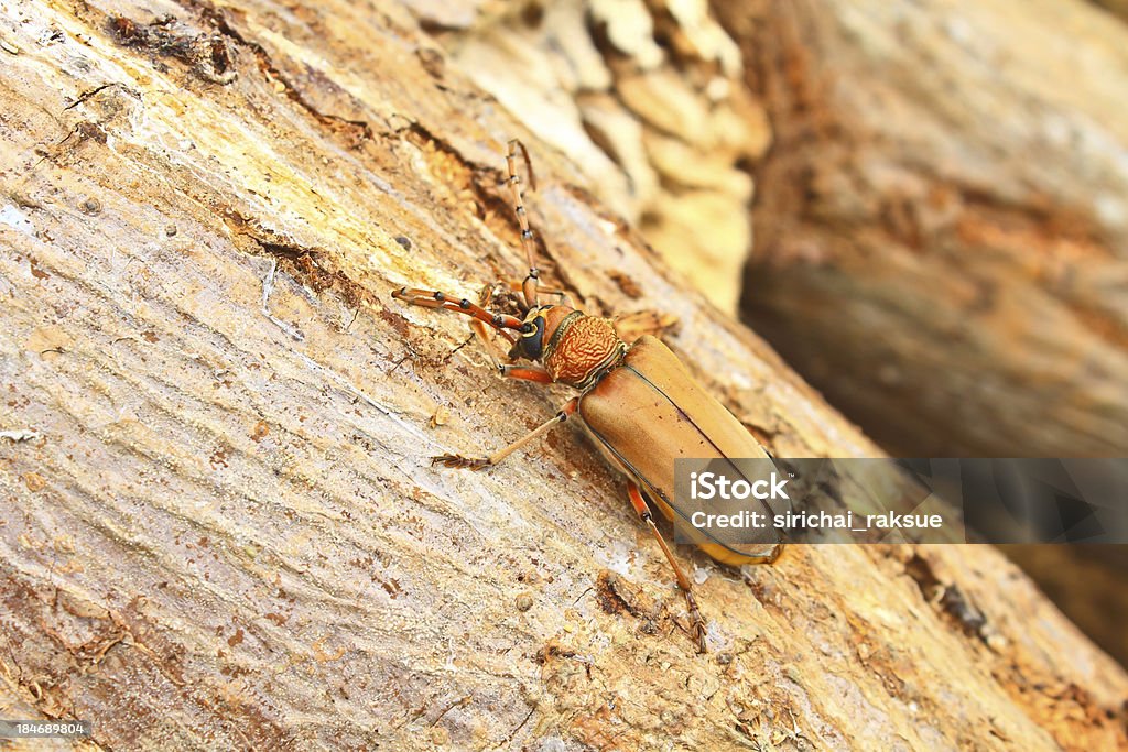 Lange Horned Käfer auf Baum - Lizenzfrei Baum Stock-Foto