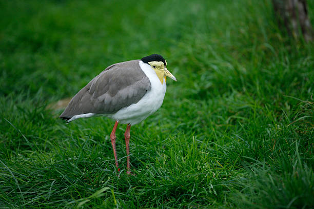 istock Masked plover or lapwing, Vanellus miles 184689933