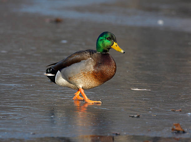 istock Mallard, Anas platyrhynchos 184690002