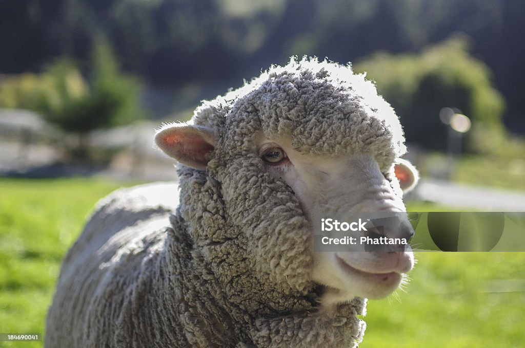 owca - Zbiór zdjęć royalty-free (Bliski)