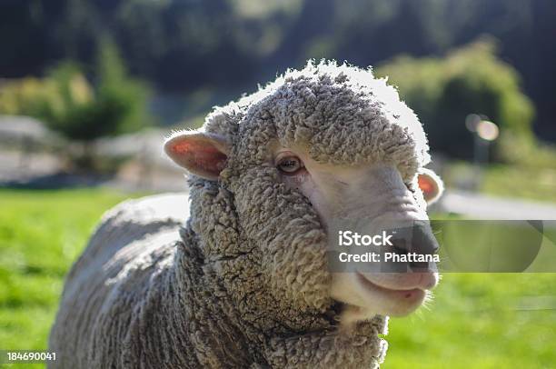 Ovelha - Fotografias de stock e mais imagens de Agricultura - Agricultura, Animal, Animal Doméstico