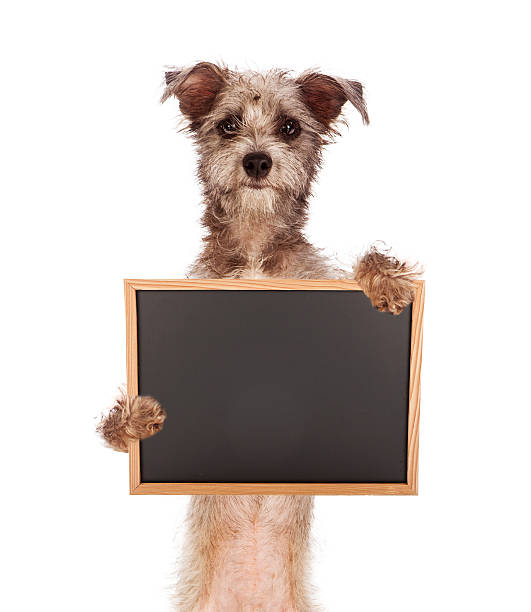 istock Terrier Mix Dog Holding Blank Chalkboard 184690090