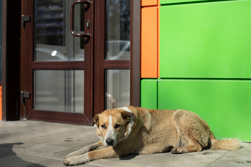 Dog at door of store. Stray dog on street. Pet without owner.