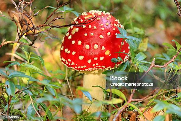 Cogumelo - Fotografias de stock e mais imagens de Agárico laranja - Agárico laranja, Agárico porcelana, Amanita parcivolvata